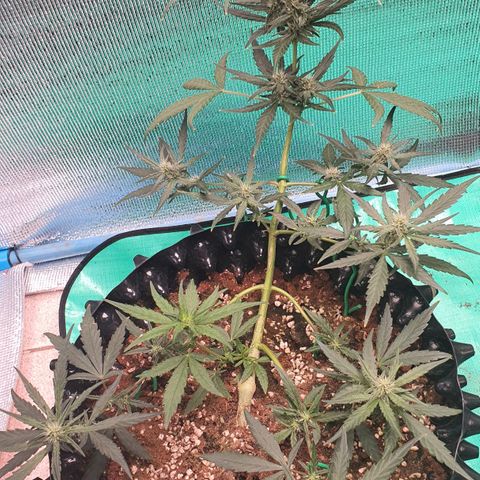 Banana Purple Punch Auto growlog timeline photo