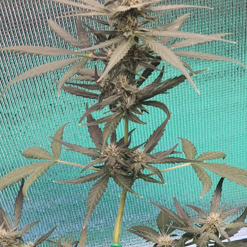 Banana Purple Punch Auto growlog timeline photo