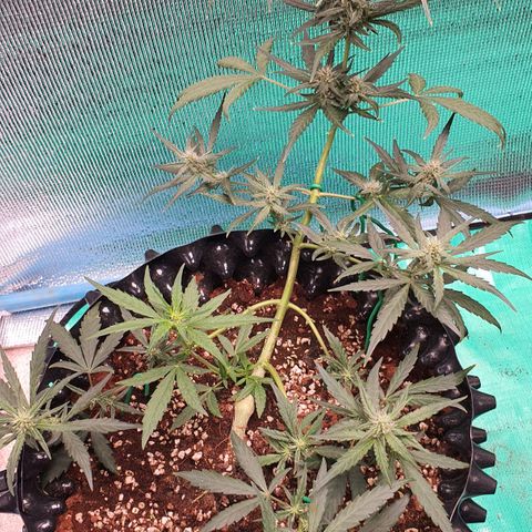 Banana Purple Punch Auto growlog timeline photo