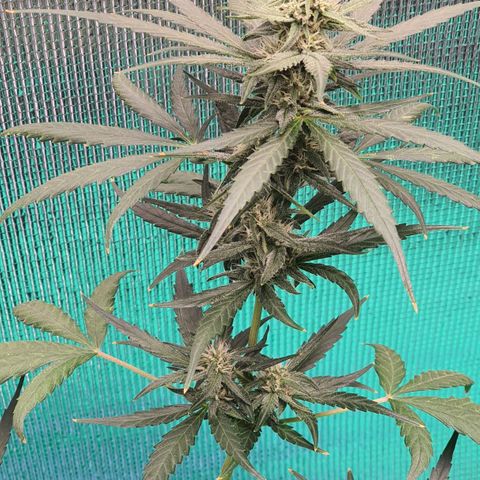 Banana Purple Punch Auto growlog timeline photo
