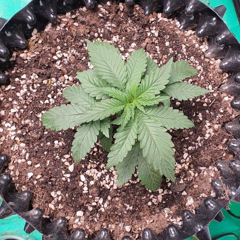 Purple Queen growlog photo: ย้ายกระถาง