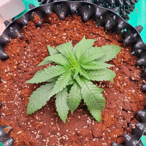 Purple Queen growlog photo: ย้ายกระถาง