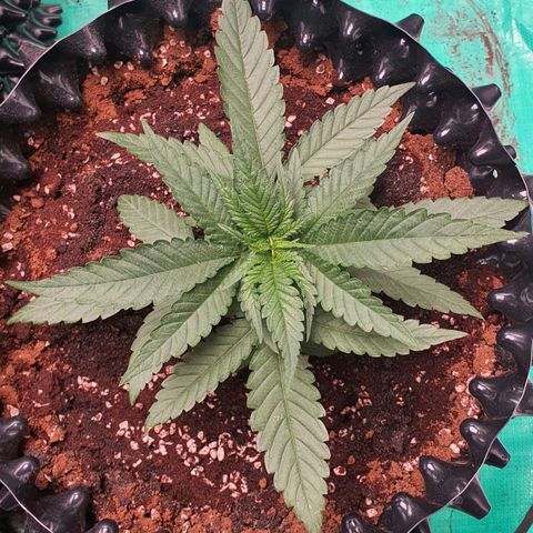 Purple Queen growlog timeline photo