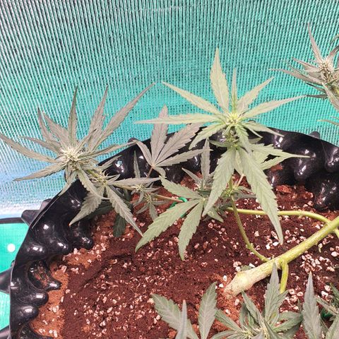 Banana Purple Punch Auto growlog timeline photo