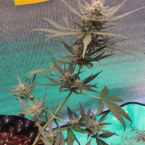 Banana Purple Punch Auto growlog timeline photo