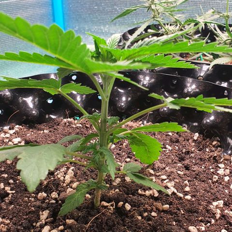 Purple Queen growlog timeline photo
