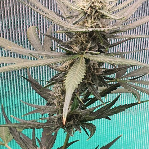 Banana Purple Punch Auto growlog timeline photo