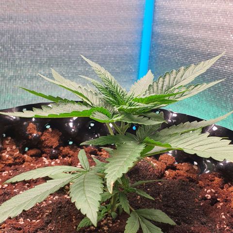 Purple Queen growlog timeline photo