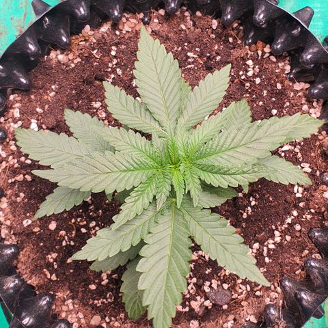Purple Queen growlog timeline photo
