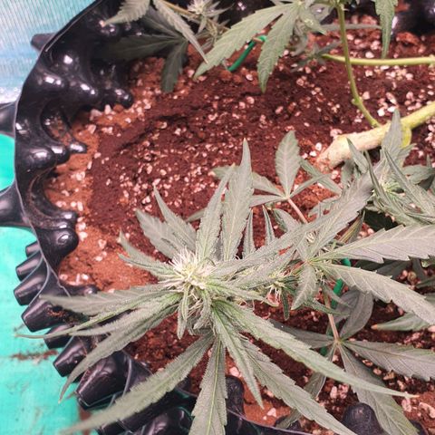 Banana Purple Punch Auto growlog timeline photo