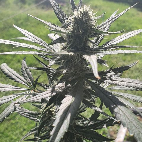 Banana Purple Punch Auto growlog timeline photo