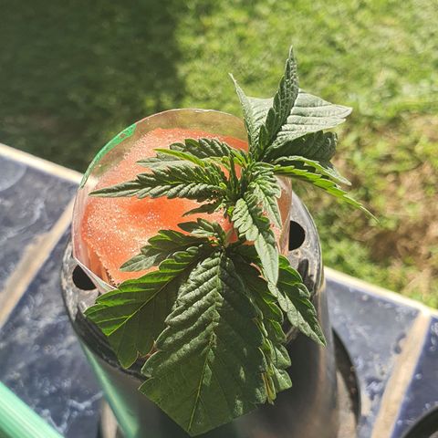 Purple Queen growlog timeline photo