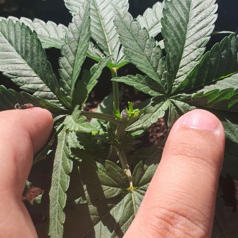 Purple Queen growlog timeline photo