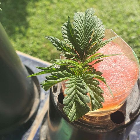 Purple Queen growlog timeline photo