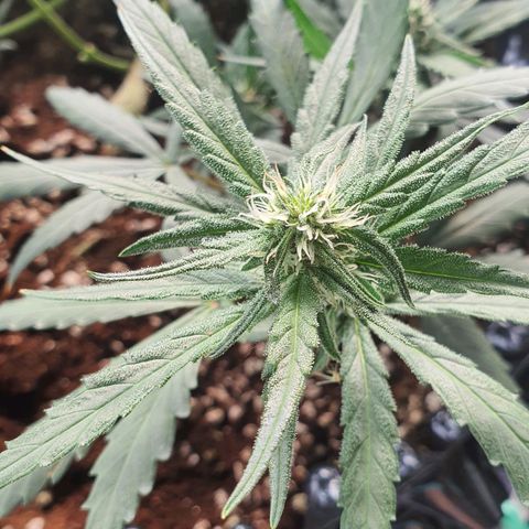 Banana Purple Punch Auto growlog timeline photo