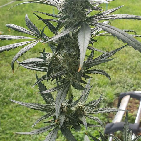Banana Purple Punch Auto growlog timeline photo