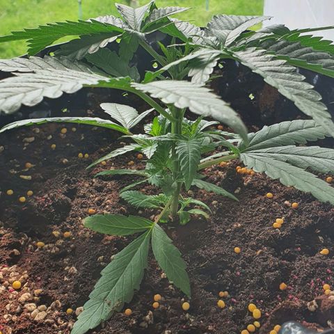 Purple Queen growlog timeline photo