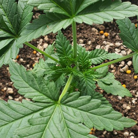 Purple Queen growlog timeline photo