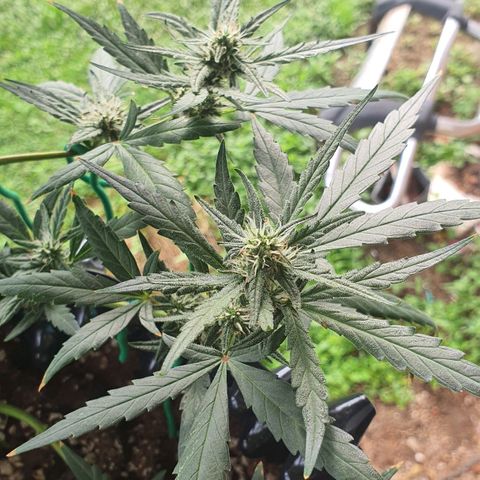 Banana Purple Punch Auto growlog timeline photo