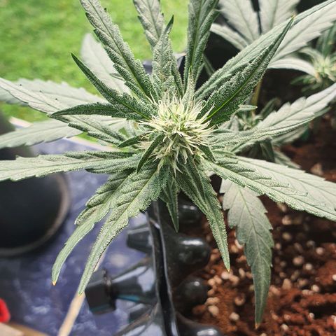 Banana Purple Punch Auto growlog timeline photo
