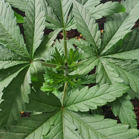 Purple Queen growlog timeline photo