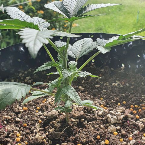 Purple Queen growlog timeline photo