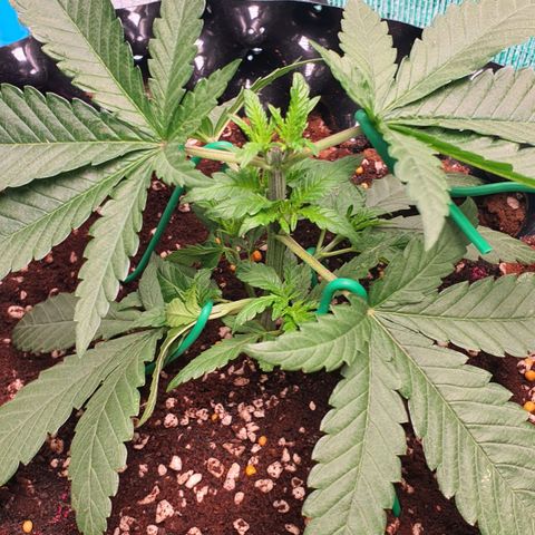 Purple Queen growlog timeline photo