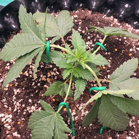 Purple Queen growlog timeline photo