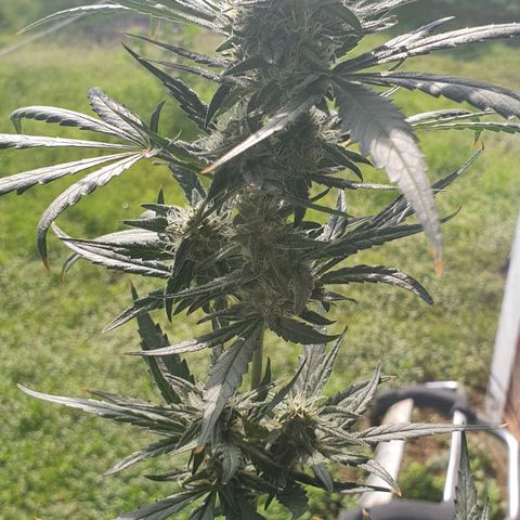 Banana Purple Punch Auto growlog timeline photo