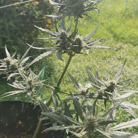 Banana Purple Punch Auto growlog timeline photo