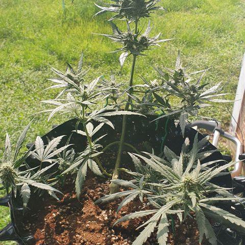 Banana Purple Punch Auto growlog timeline photo