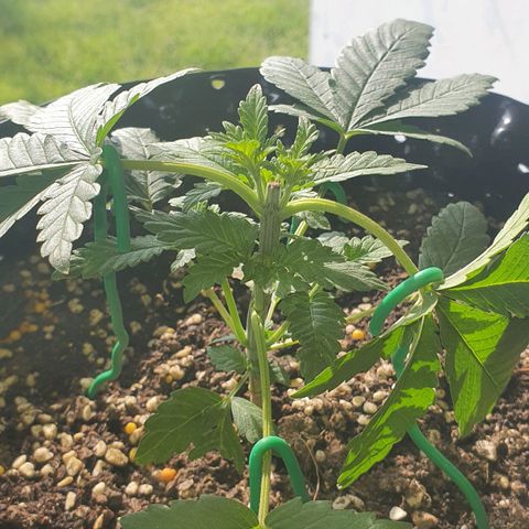 Purple Queen growlog timeline photo