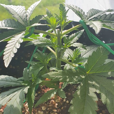 Purple Queen growlog timeline photo