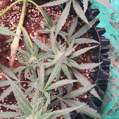 Banana Purple Punch Auto growlog timeline photo