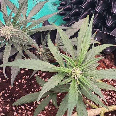 Banana Purple Punch Auto growlog timeline photo