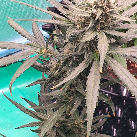 Banana Purple Punch Auto growlog timeline photo