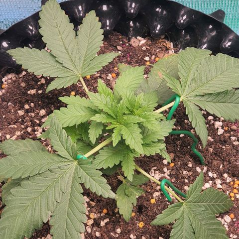 Purple Queen growlog timeline photo