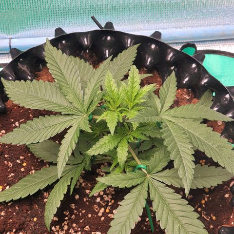 Purple Queen growlog timeline photo
