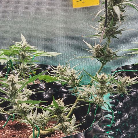 Banana Purple Punch Auto growlog timeline photo