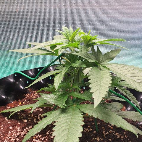 Purple Queen growlog timeline photo