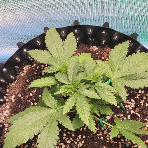 Purple Queen growlog timeline photo