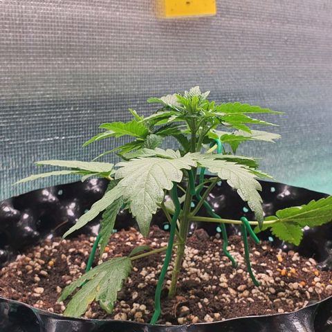 Purple Queen growlog timeline photo