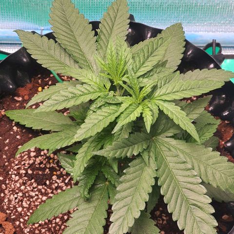 Purple Queen growlog timeline photo