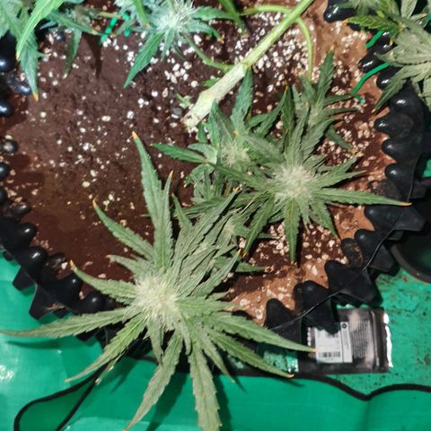 Banana Purple Punch Auto growlog timeline photo