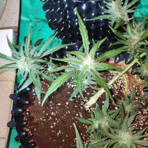Banana Purple Punch Auto growlog timeline photo