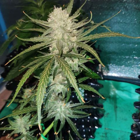 Banana Purple Punch Auto growlog timeline photo