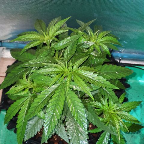 Purple Queen growlog timeline photo