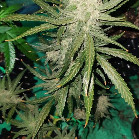 Banana Purple Punch Auto growlog timeline photo