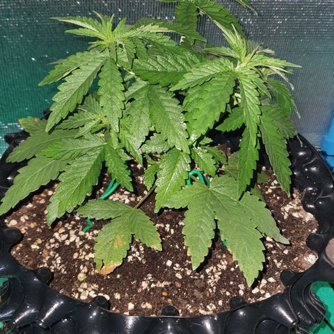 Purple Queen growlog timeline photo
