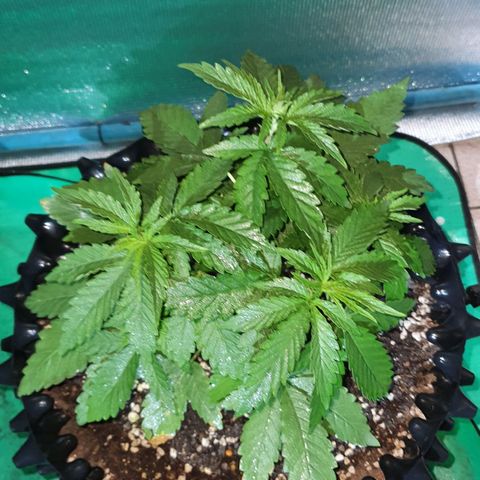Purple Queen growlog timeline photo